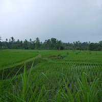 Photo de Bali - Balade, Garuda et spectacle